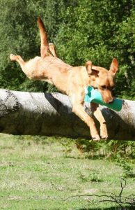 dog names that start with O