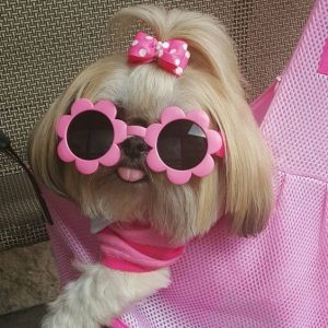 dog names that start with O