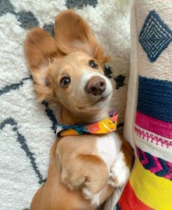 dog names that start with O