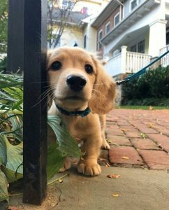 dog names that start with O