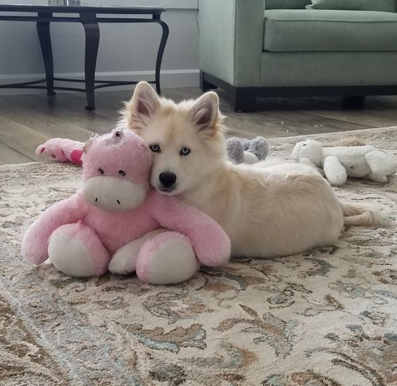 dog names that start with E