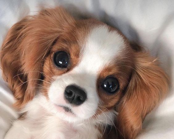 dog names that start with E