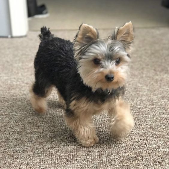 dog names that start with E