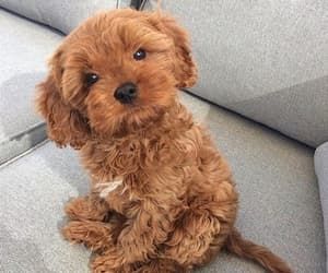 dog names that start with E