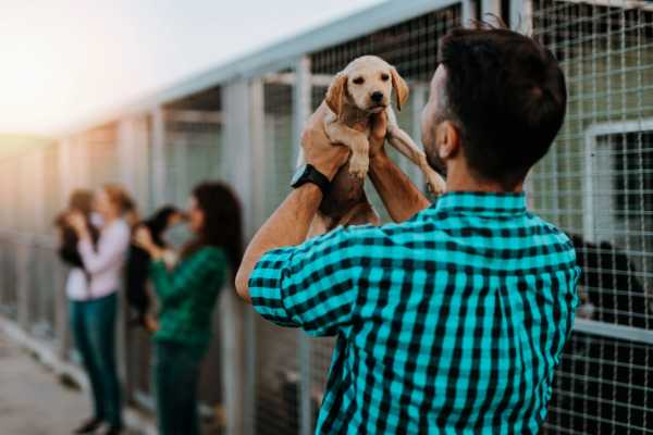 dog rescue