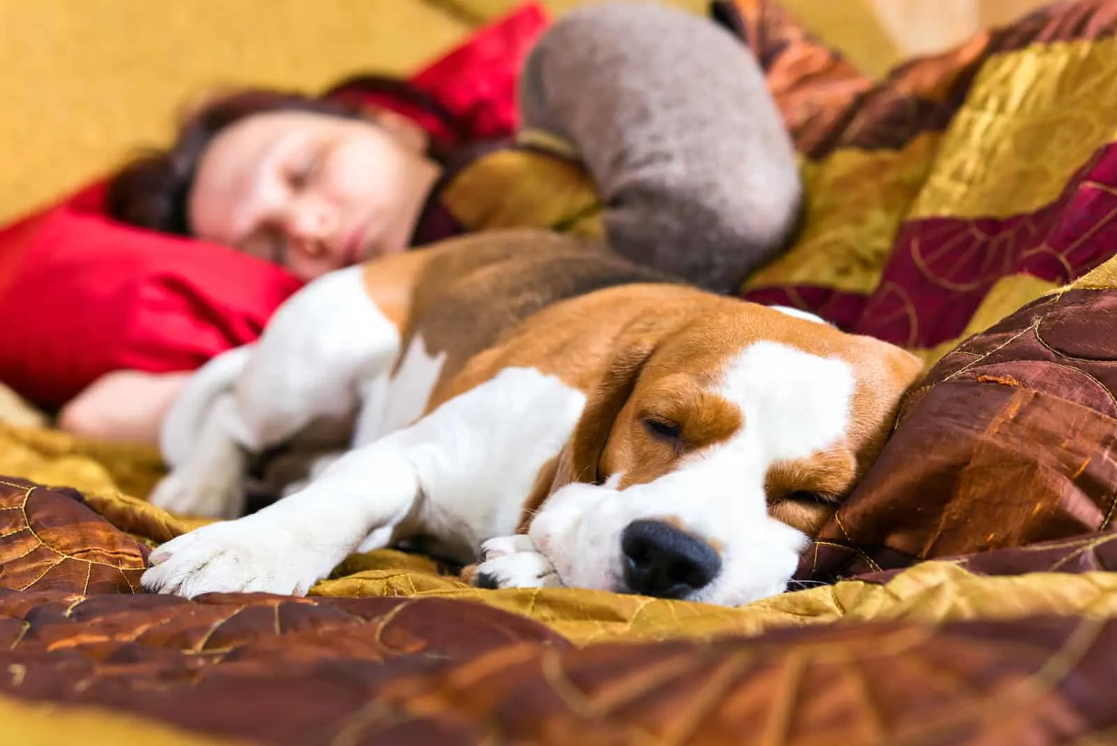 Why Dogs Sleep with Their Bums Facing You: Is Your Dog Trusting You or Marking Their Territory