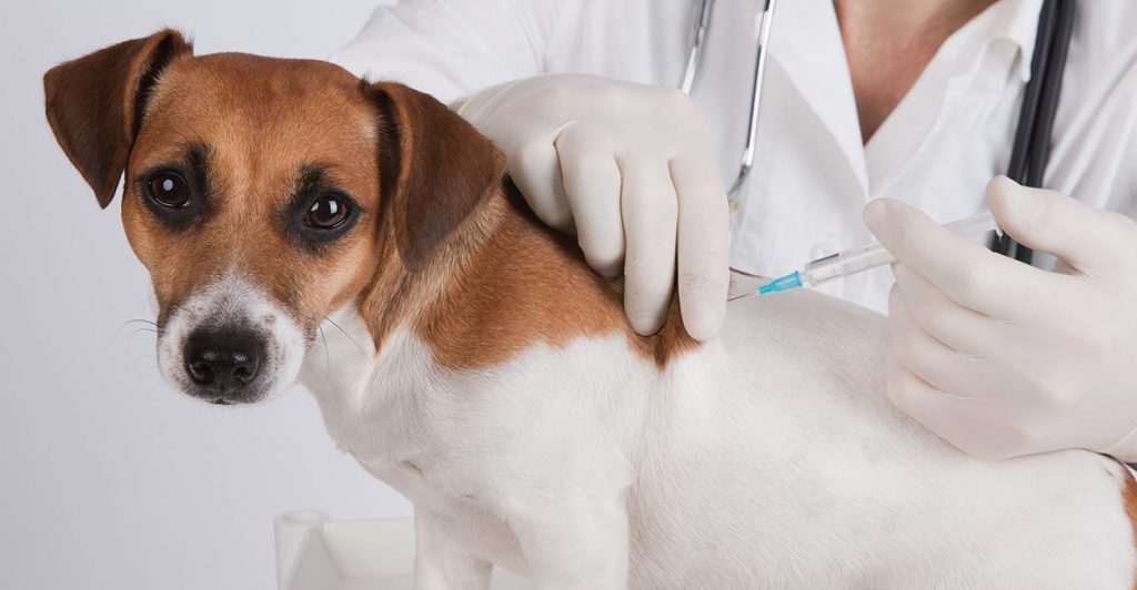 Puppy Shot Schedule: Boost Health and Happiness