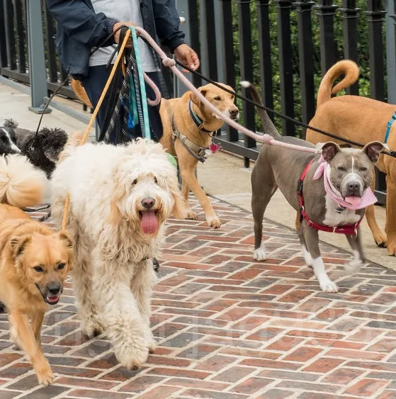Dog Walking Jobs