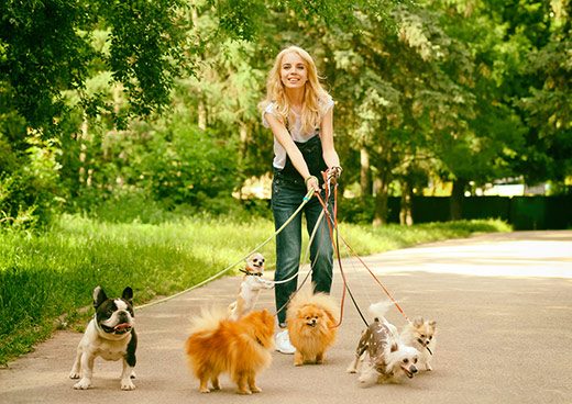 Dog Walking Jobs
