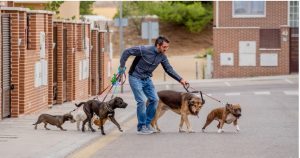 Dog Walking Business