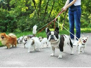 Dog Walking Business
