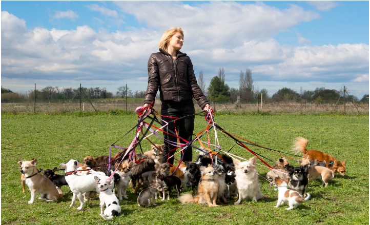 Dog Walking Business