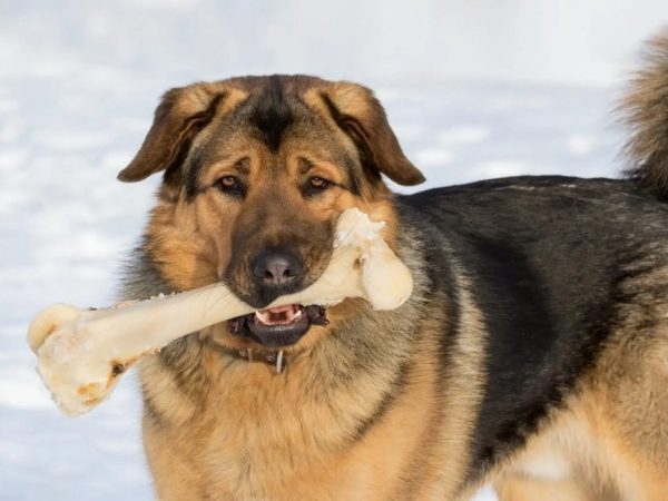 dog bones
