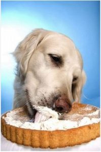 dogs can eat cheesecake , cheesecake , dog diet , safety food for dogs ,