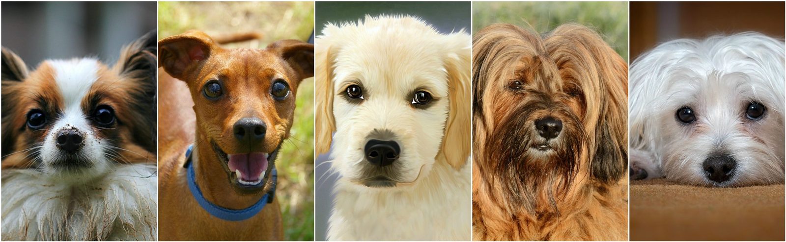 Dog Faces