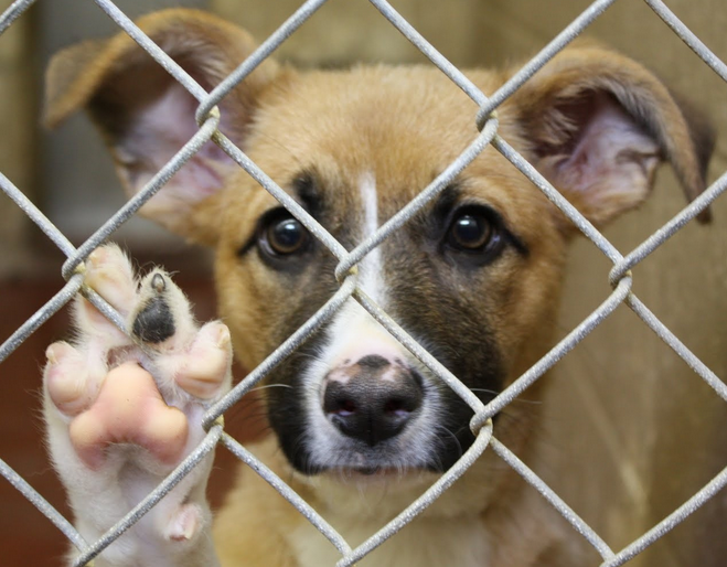 Bradford County SPCA 
