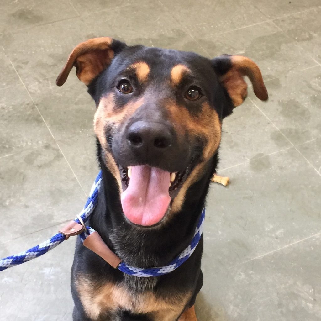 Bradford County SPCA