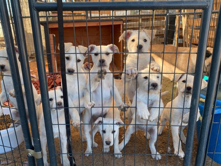 Norco Animal Shelter
