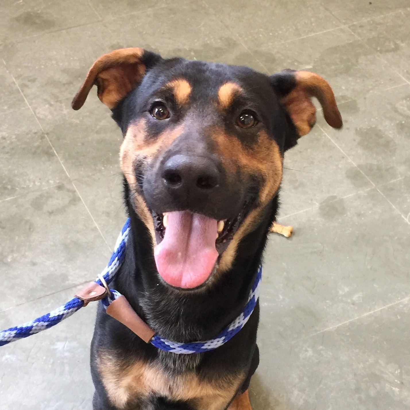 Bradford County SPCA