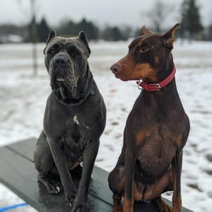 Cane Corso and Doberman Pinscher Mix