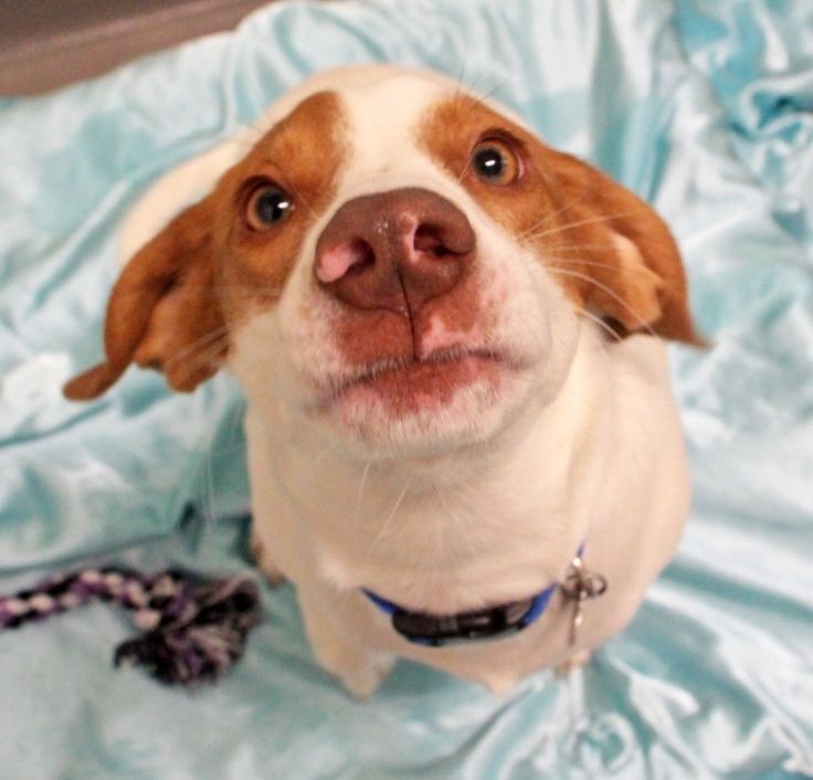 Ithaca SPCA