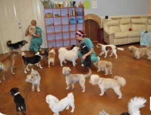 east bay spca dublin