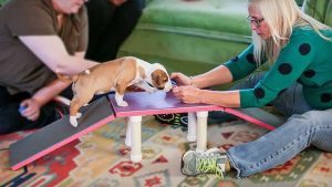 east bay spca dublin