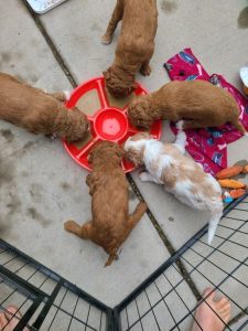 east bay spca dublin