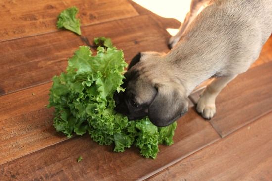 Can Dogs Eat Lettuce