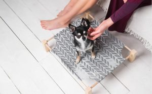 elevated dog bed