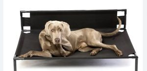 elevated dog bed