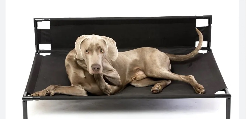 elevated dog bed