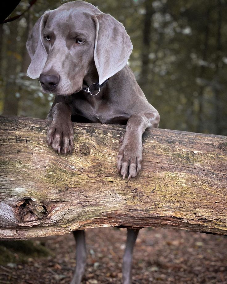 Weimaraners