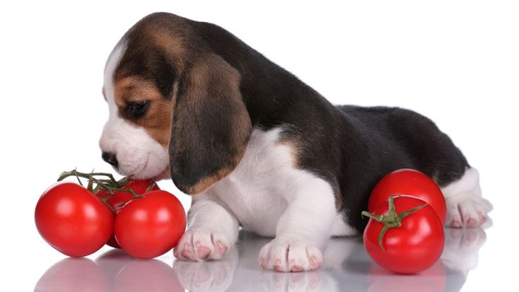 Can Dogs Eat Tomatoes