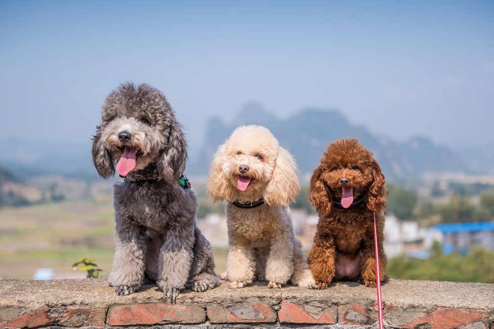 Portidoodle Puppy