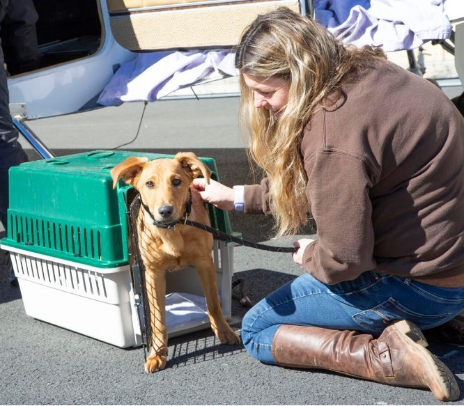 Fauquier SPCA