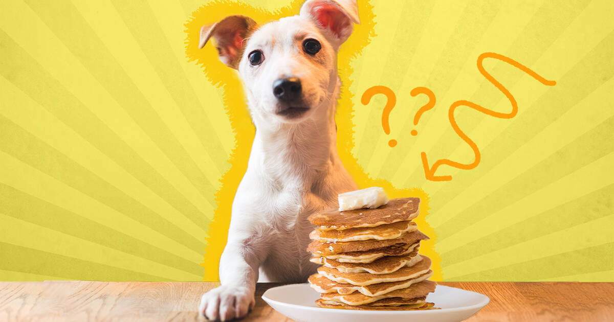 Can Dogs Eat Pancakes