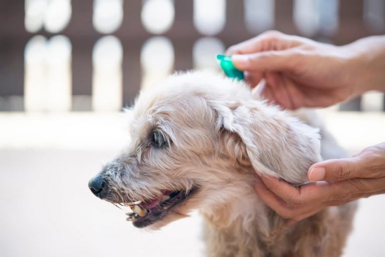 Can Dogs Eat Peppermint
