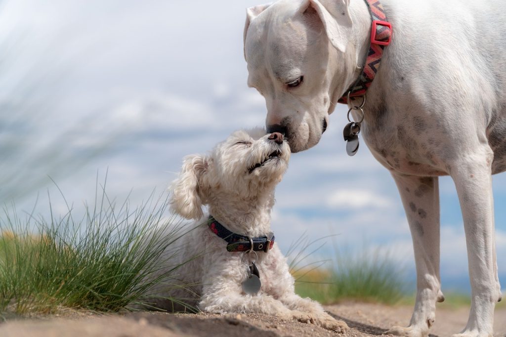 Fun Facts About Dog dogs, poodle, white boxer