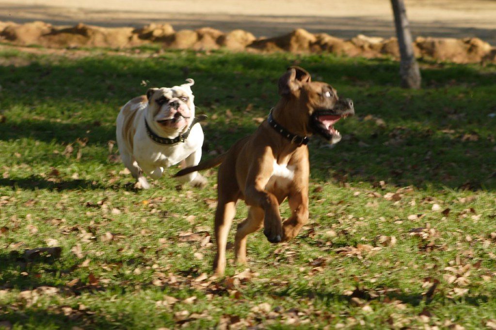  Fun Facts About Dog dogs