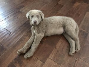Weimaraner Husky Mix