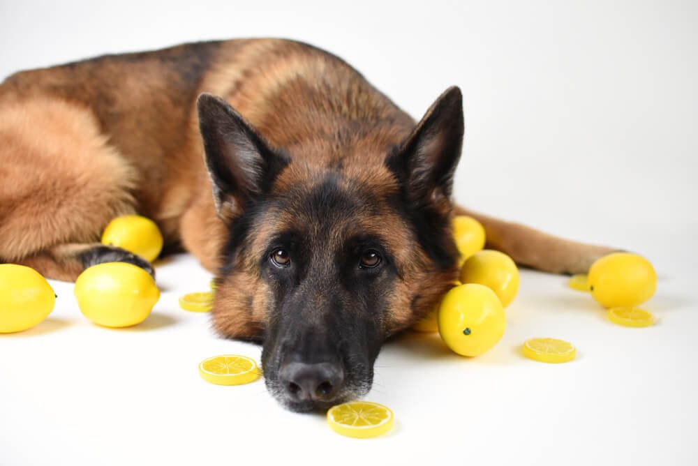 Can Dogs Eat Lemons