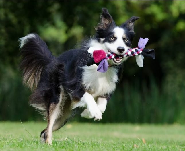 Happy And Healthy Dogs