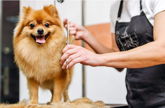Happy And Healthy Dogs