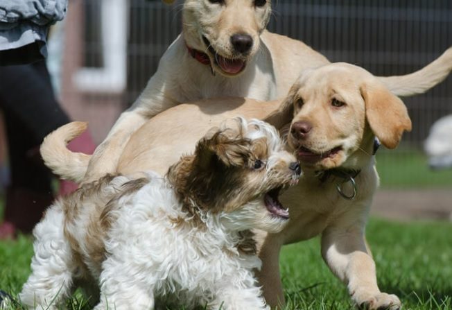 Happy And Healthy Dogs