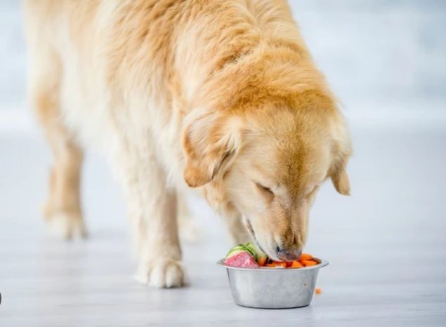 Happy And Healthy Dogs