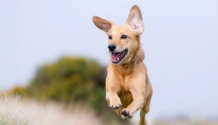 Happy And Healthy Dogs