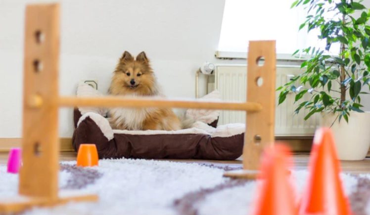 Happy And Healthy Dogs