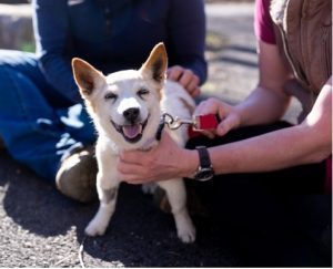 Rockingham SPCA