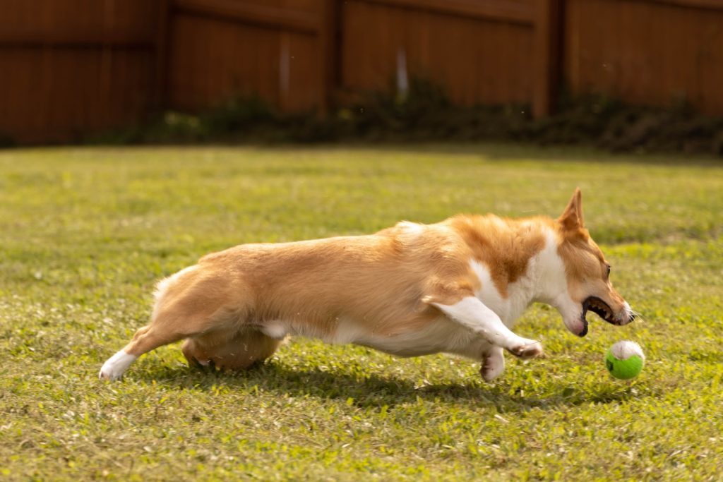 corgidor